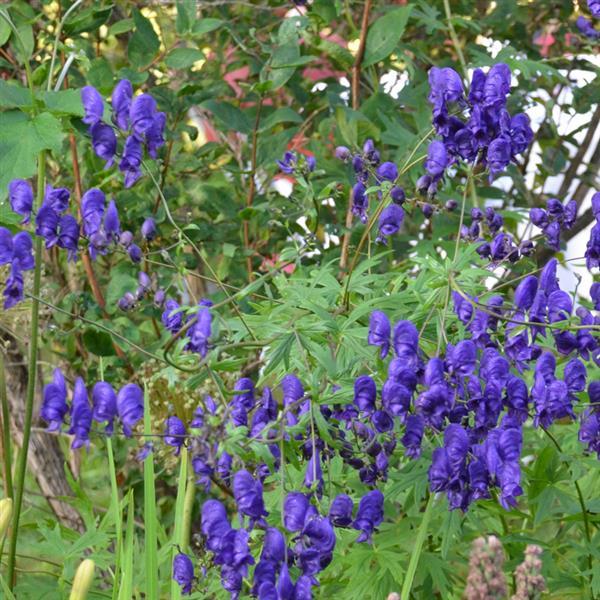 Aconitum napellus  - Bloom