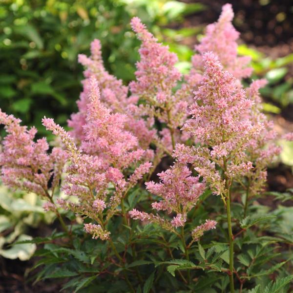 Astilbe arendsii Darwins Dream