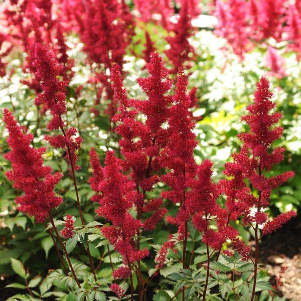 Astilbe arendsii Fanal - Bloom