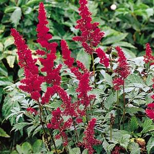 Astilbe arendsii Fanal - Garden