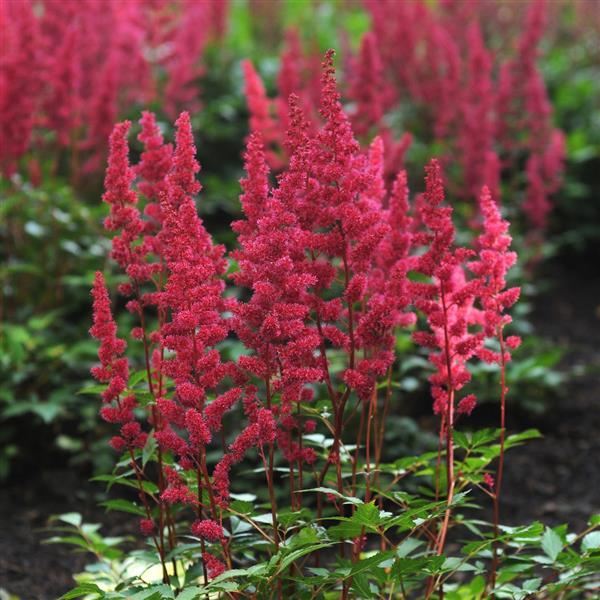 Astilbe Japonica Red Sentinel