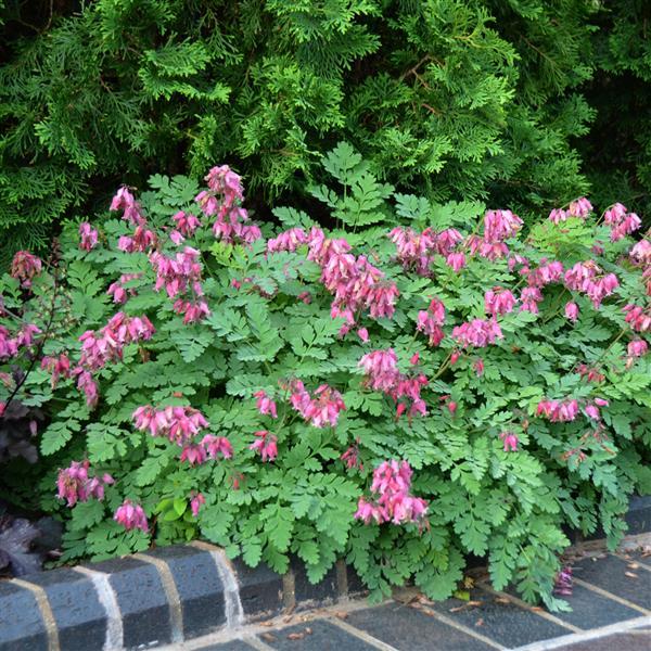 Dicentra formosa Luxuriant - Landscape