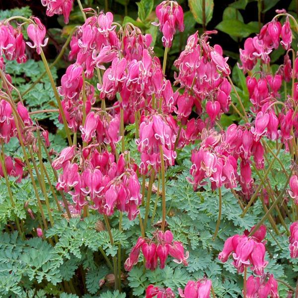 Dicentra King Of Hearts