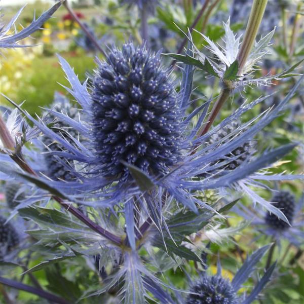 Eryngium Blue Jackpot - Bloom