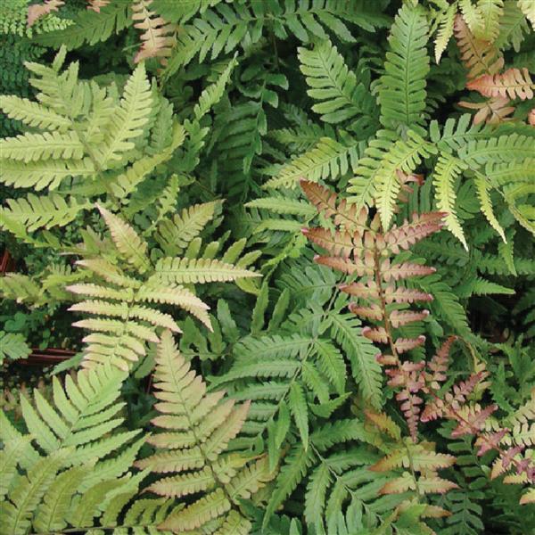 Fern Dryopteris Erythrosora