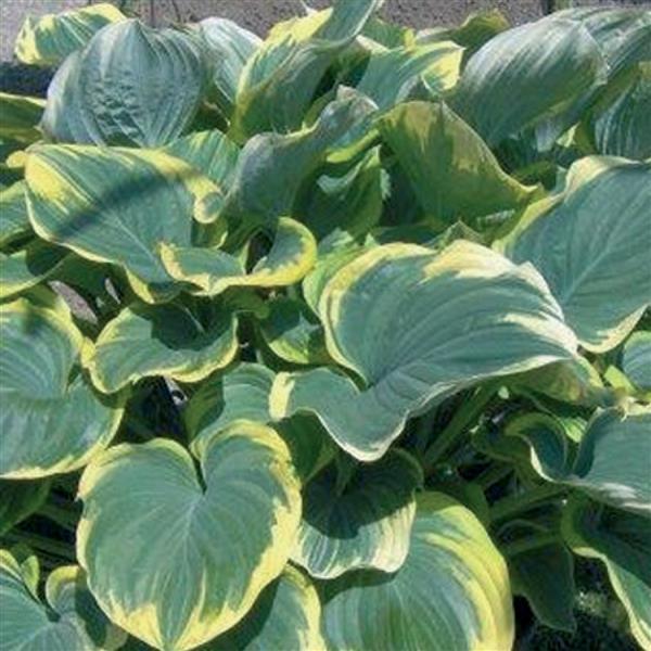 Hosta Sagae - Bloom