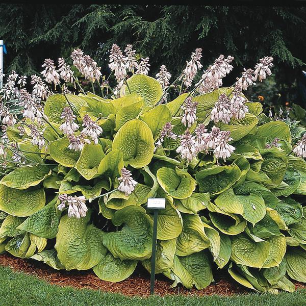 Hosta Sum And Substance - Garden