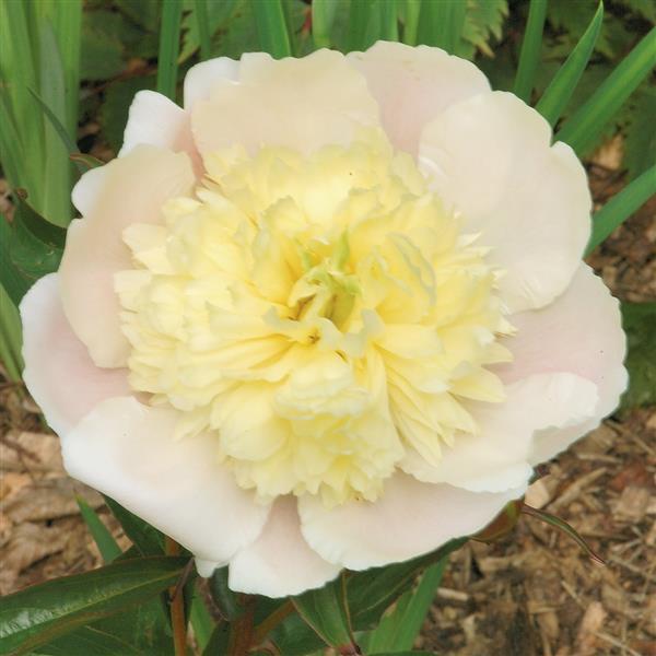 Paeonia lactiflora Primevere - Bloom