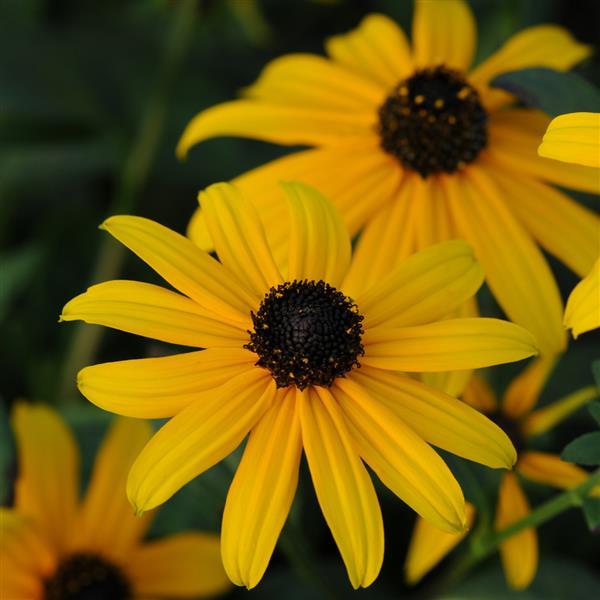 Rudbeckia fulgida Pot Of Gold