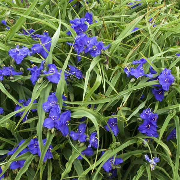 Tradescantia andersoniana Zwanenburg Blue - Bloom