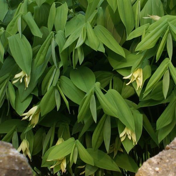 Uvularia Grandiflora  - Bloom