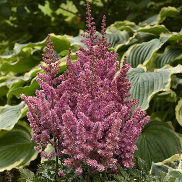 Astilbe chinensis Little Vision In Pink - Bloom