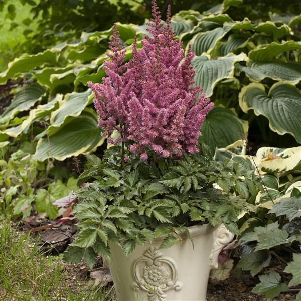 Astilbe chinensis Little Vision In Pink - Container