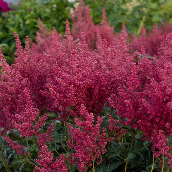 Astilbe japonica Montgomery