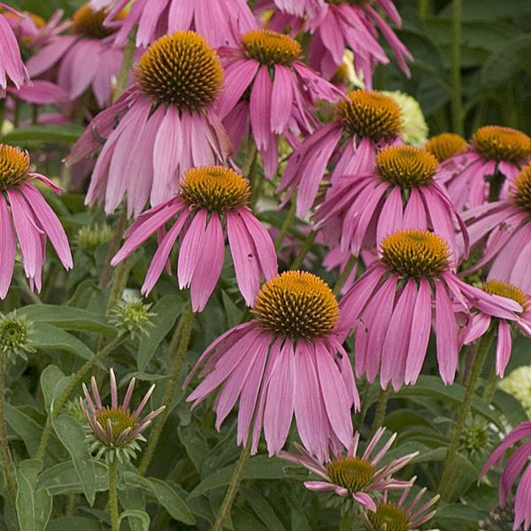 Echinacea purpurea Kims Knee High - Bloom