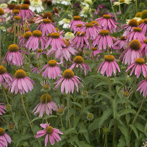 Echinacea purpurea Kims Knee High - Landscape