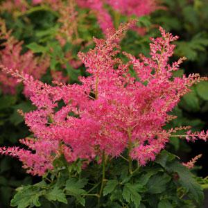 Astilbe Younique Cerise