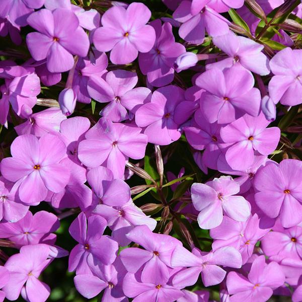 Phlox Forever Pink