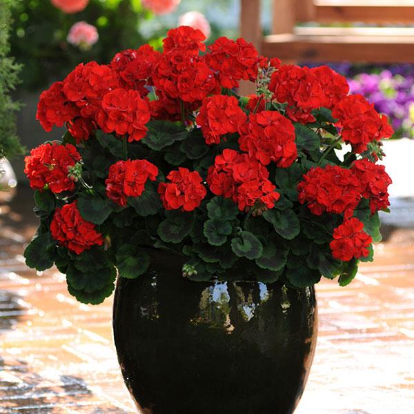 Allure™ Scarlet Zonal Geranium