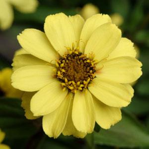 UpTown™ Sunstreak Zinnia