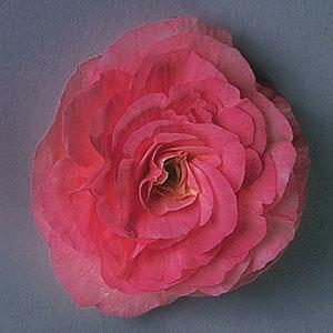 Fortune Rose Begonia