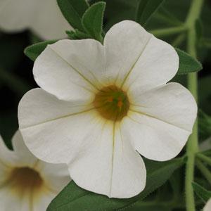 Isabells White Calibrachoa - Bloom