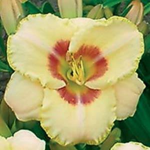 Hemerocallis Daylily 500™ Custard Candy - Bloom