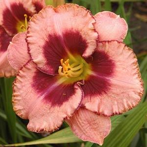 Hemerocallis Daylily 500™ Daring Deception - Bloom