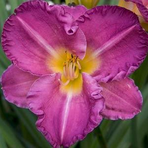 Hemerocallis Daylily 500™ Entrapment - Bloom