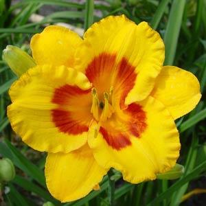 Hemerocallis Daylily 500™ Fooled Me - Bloom