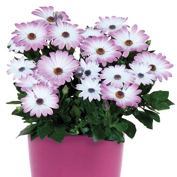 FlowerPower™ Pink+Eye Osteospermum