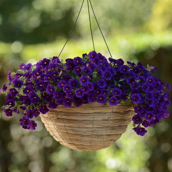 Kabloom™ Deep Blue Calibrachoa