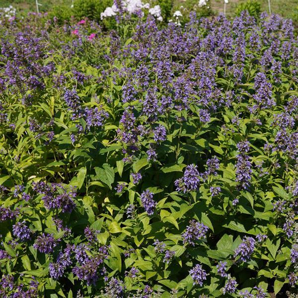 Nepeta Blue Prelude