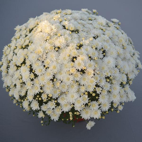 Bridal White Garden Mum - Container