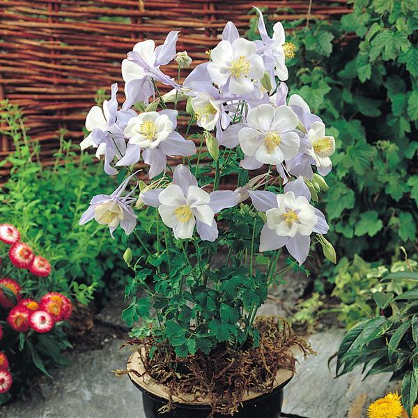 Aquilegia Songbird Bluebird