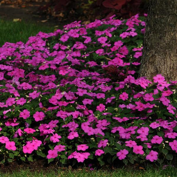 Impreza™ Violet Impatiens