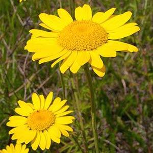 Anthemis tinctoria Kelwayi