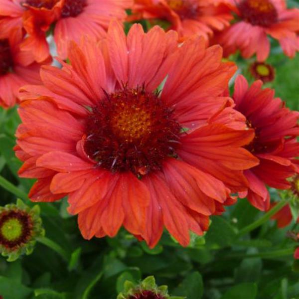 Gaillardia Sunset Celebration