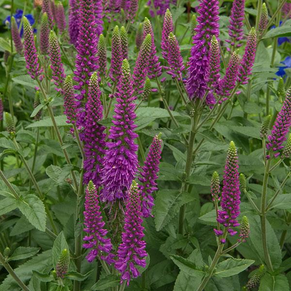 Veronica longifolia First Match