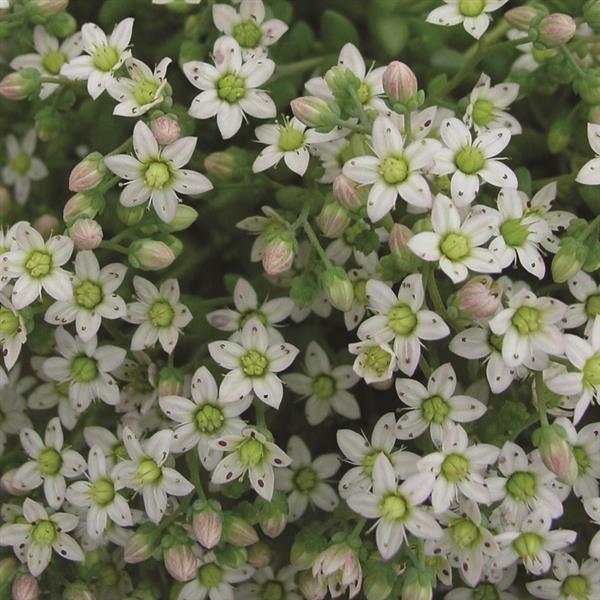 Sedum dasyphyllum Major - Bloom