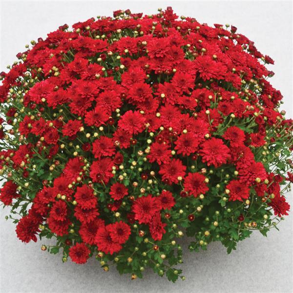 Radiant Red Garden Mum - Container