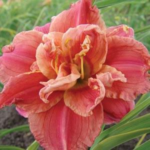 Hemerocallis Double Trouble Congo Coral - Bloom