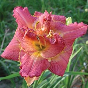 Hemerocallis Double Trouble Diane Taylor - Bloom