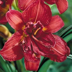 Hemerocallis Double Trouble Double Firecracker - Bloom