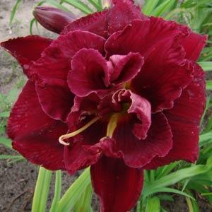 Hemerocallis Double Trouble Double Red Royal - Bloom