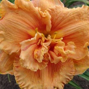 Hemerocallis Double Trouble Jerry Pate Williams - Bloom