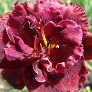 Hemerocallis Double Trouble Night Embers - Bloom