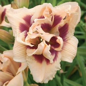 Hemerocallis Double Trouble Roswitha - Bloom