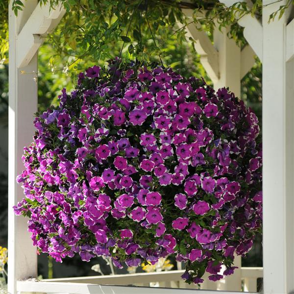 Ragtime Trailing Petunia