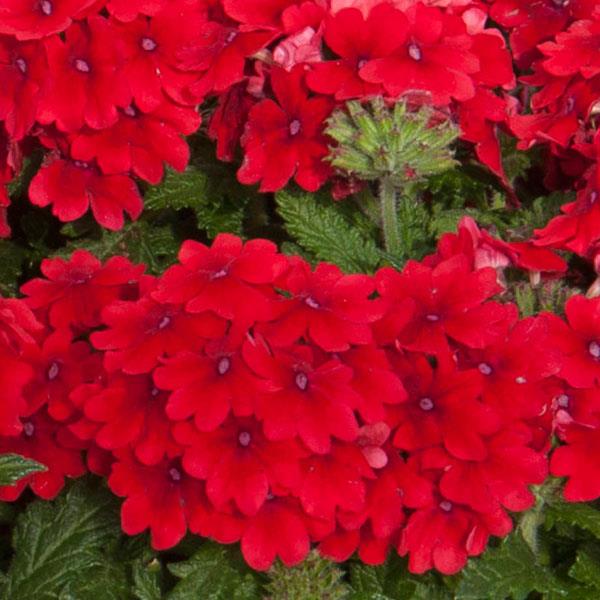 Pops™ Dark Red Verbena